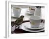 A Sparrow Trips Over a Tray-null-Framed Photographic Print