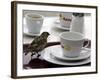 A Sparrow Trips Over a Tray-null-Framed Photographic Print