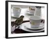 A Sparrow Trips Over a Tray-null-Framed Photographic Print