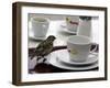 A Sparrow Trips Over a Tray-null-Framed Photographic Print