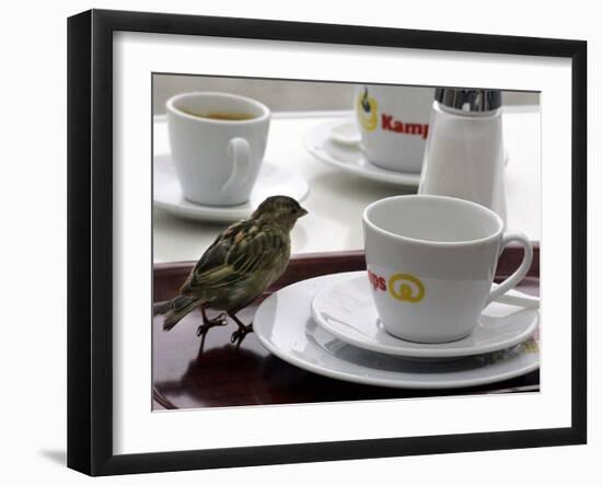 A Sparrow Trips Over a Tray-null-Framed Photographic Print