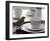 A Sparrow Trips Over a Tray-null-Framed Photographic Print