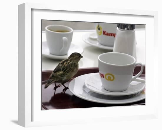 A Sparrow Trips Over a Tray-null-Framed Photographic Print