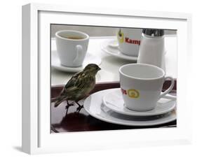 A Sparrow Trips Over a Tray-null-Framed Photographic Print