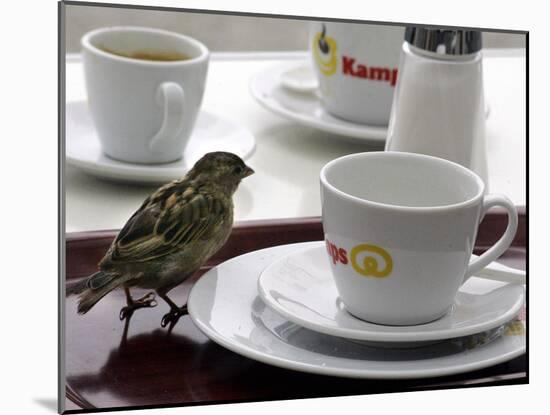 A Sparrow Trips Over a Tray-null-Mounted Photographic Print