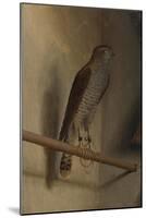 A Sparrowhawk, 1510S-Jacopo De' Barbari-Mounted Giclee Print