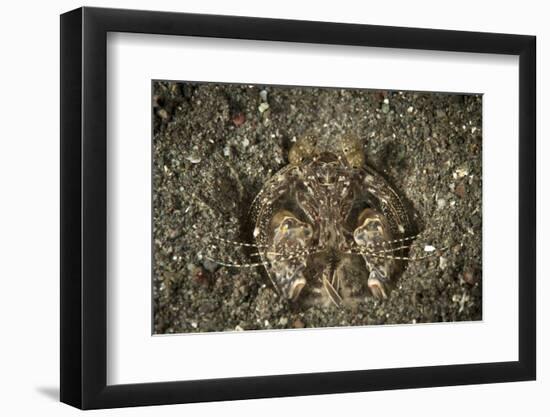 A Spearing Mantis Shrimp in its Burrow, Indonesia-Stocktrek Images-Framed Premium Photographic Print