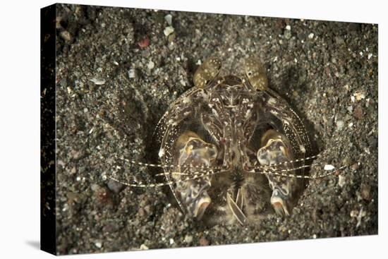 A Spearing Mantis Shrimp in its Burrow, Indonesia-Stocktrek Images-Stretched Canvas