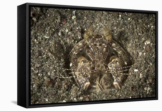 A Spearing Mantis Shrimp in its Burrow, Indonesia-Stocktrek Images-Framed Stretched Canvas