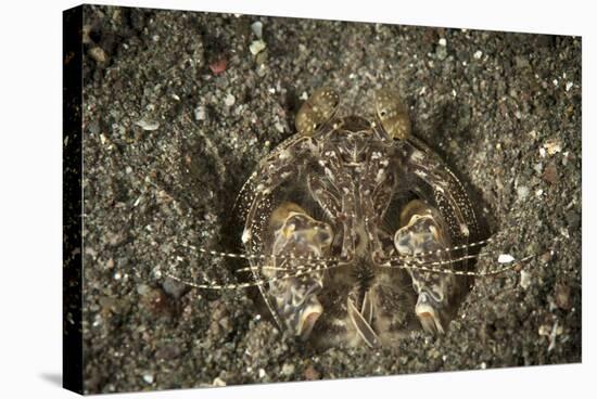 A Spearing Mantis Shrimp in its Burrow, Indonesia-Stocktrek Images-Stretched Canvas