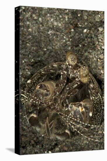 A Spearing Mantis Shrimp in its Burrow, Indonesia-Stocktrek Images-Stretched Canvas