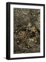 A Spearing Mantis Shrimp in its Burrow, Indonesia-Stocktrek Images-Framed Premium Photographic Print