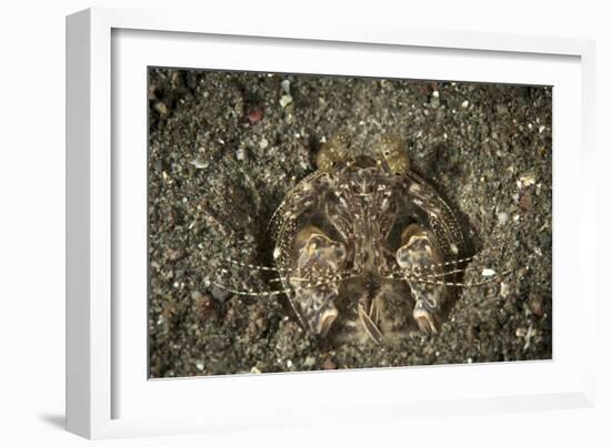 A Spearing Mantis Shrimp in its Burrow, Indonesia-Stocktrek Images-Framed Photographic Print