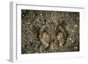 A Spearing Mantis Shrimp in its Burrow, Indonesia-Stocktrek Images-Framed Photographic Print