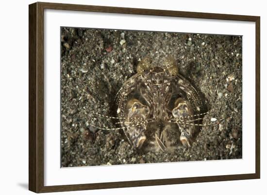 A Spearing Mantis Shrimp in its Burrow, Indonesia-Stocktrek Images-Framed Photographic Print