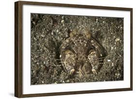 A Spearing Mantis Shrimp in its Burrow, Indonesia-Stocktrek Images-Framed Photographic Print