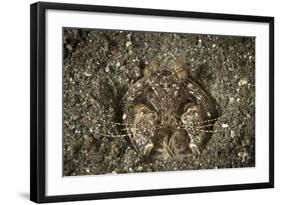 A Spearing Mantis Shrimp in its Burrow, Indonesia-Stocktrek Images-Framed Photographic Print