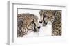 A Special Bond-Jan Henderson-Framed Premium Giclee Print