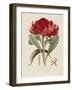 A Specimen of the Botany of New Holland-James Edward Smith-Framed Giclee Print