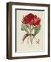 A Specimen of the Botany of New Holland-James Edward Smith-Framed Giclee Print