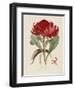 A Specimen of the Botany of New Holland-James Edward Smith-Framed Giclee Print