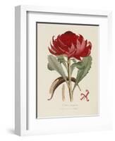 A Specimen of the Botany of New Holland-James Edward Smith-Framed Giclee Print