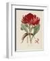 A Specimen of the Botany of New Holland-James Edward Smith-Framed Giclee Print