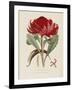 A Specimen of the Botany of New Holland-James Edward Smith-Framed Giclee Print