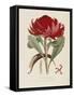 A Specimen of the Botany of New Holland-James Edward Smith-Framed Stretched Canvas