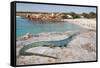 A Spectacular Male Ibiza Wall Lizard Sits Atop the Cliffs of Cala Saona, Formentera, Spain-Day's Edge Productions-Framed Stretched Canvas