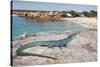 A Spectacular Male Ibiza Wall Lizard Sits Atop the Cliffs of Cala Saona, Formentera, Spain-Day's Edge Productions-Stretched Canvas