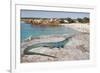 A Spectacular Male Ibiza Wall Lizard Sits Atop the Cliffs of Cala Saona, Formentera, Spain-Day's Edge Productions-Framed Photographic Print