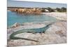 A Spectacular Male Ibiza Wall Lizard Sits Atop the Cliffs of Cala Saona, Formentera, Spain-Day's Edge Productions-Mounted Photographic Print