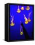 A Spectator Points at At Sea Nettles, Jelly Fish at the Monterey Bay Aquarium-null-Framed Stretched Canvas