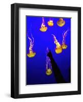 A Spectator Points at At Sea Nettles, Jelly Fish at the Monterey Bay Aquarium-null-Framed Premium Photographic Print