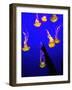 A Spectator Points at At Sea Nettles, Jelly Fish at the Monterey Bay Aquarium-null-Framed Photographic Print