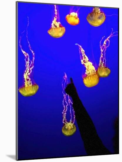 A Spectator Points at At Sea Nettles, Jelly Fish at the Monterey Bay Aquarium-null-Mounted Photographic Print