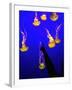 A Spectator Points at At Sea Nettles, Jelly Fish at the Monterey Bay Aquarium-null-Framed Photographic Print