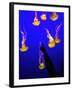 A Spectator Points at At Sea Nettles, Jelly Fish at the Monterey Bay Aquarium-null-Framed Photographic Print