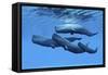 A Sperm Whale Family Swimming Together-null-Framed Stretched Canvas