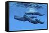 A Sperm Whale Family Swimming Together-null-Framed Stretched Canvas