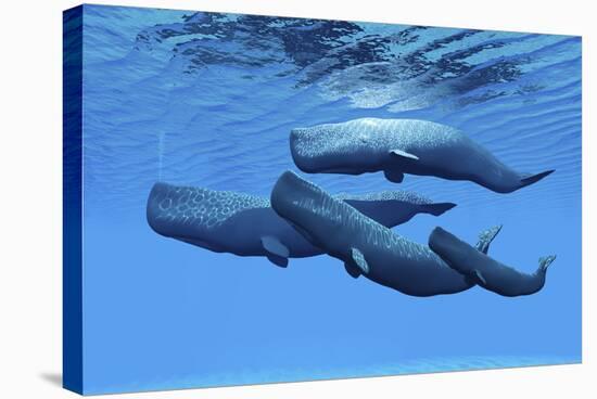 A Sperm Whale Family Swimming Together-null-Stretched Canvas