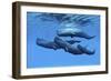 A Sperm Whale Family Swimming Together-null-Framed Premium Giclee Print