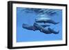 A Sperm Whale Family Swimming Together-null-Framed Premium Giclee Print