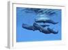 A Sperm Whale Family Swimming Together-null-Framed Premium Giclee Print