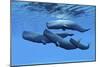 A Sperm Whale Family Swimming Together-null-Mounted Premium Giclee Print