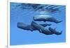 A Sperm Whale Family Swimming Together-null-Framed Premium Giclee Print