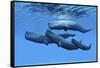 A Sperm Whale Family Swimming Together-null-Framed Stretched Canvas