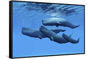 A Sperm Whale Family Swimming Together-null-Framed Stretched Canvas