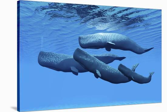 A Sperm Whale Family Swimming Together-null-Stretched Canvas